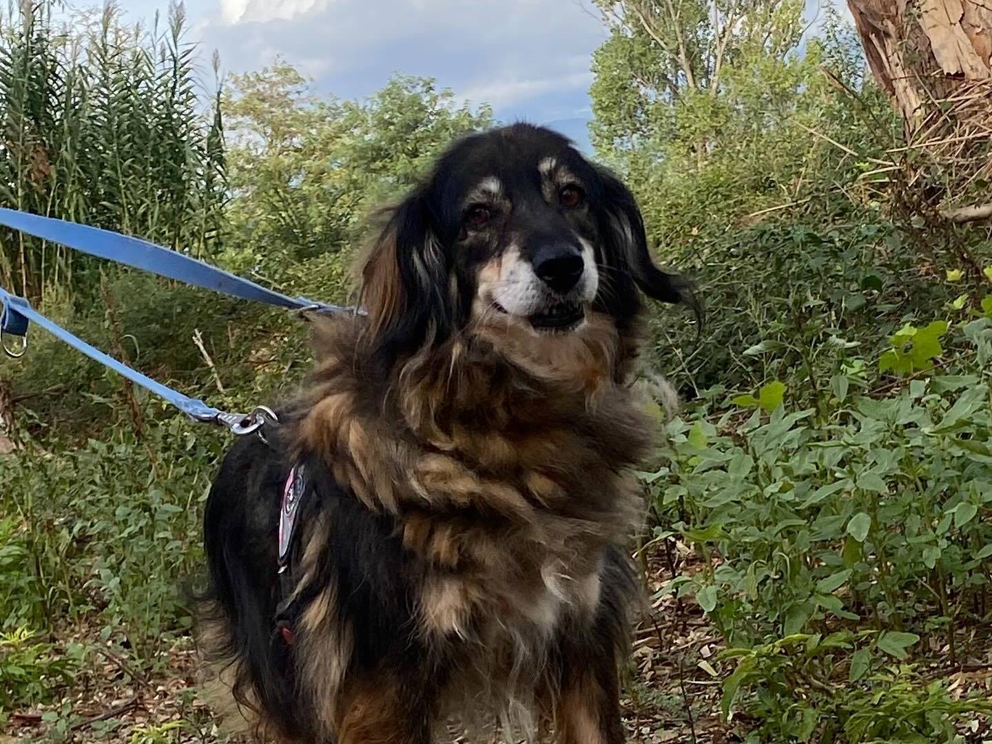 Adotta un cane, taglia media, femmina, Latina