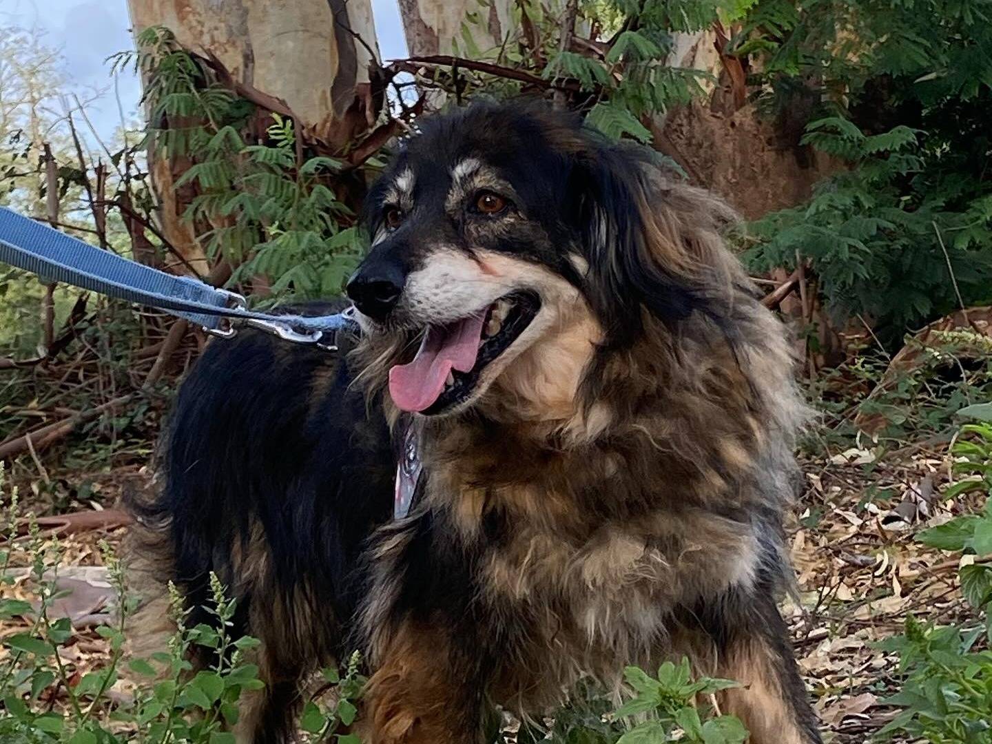 Vuoi adottare un cane a Latina?