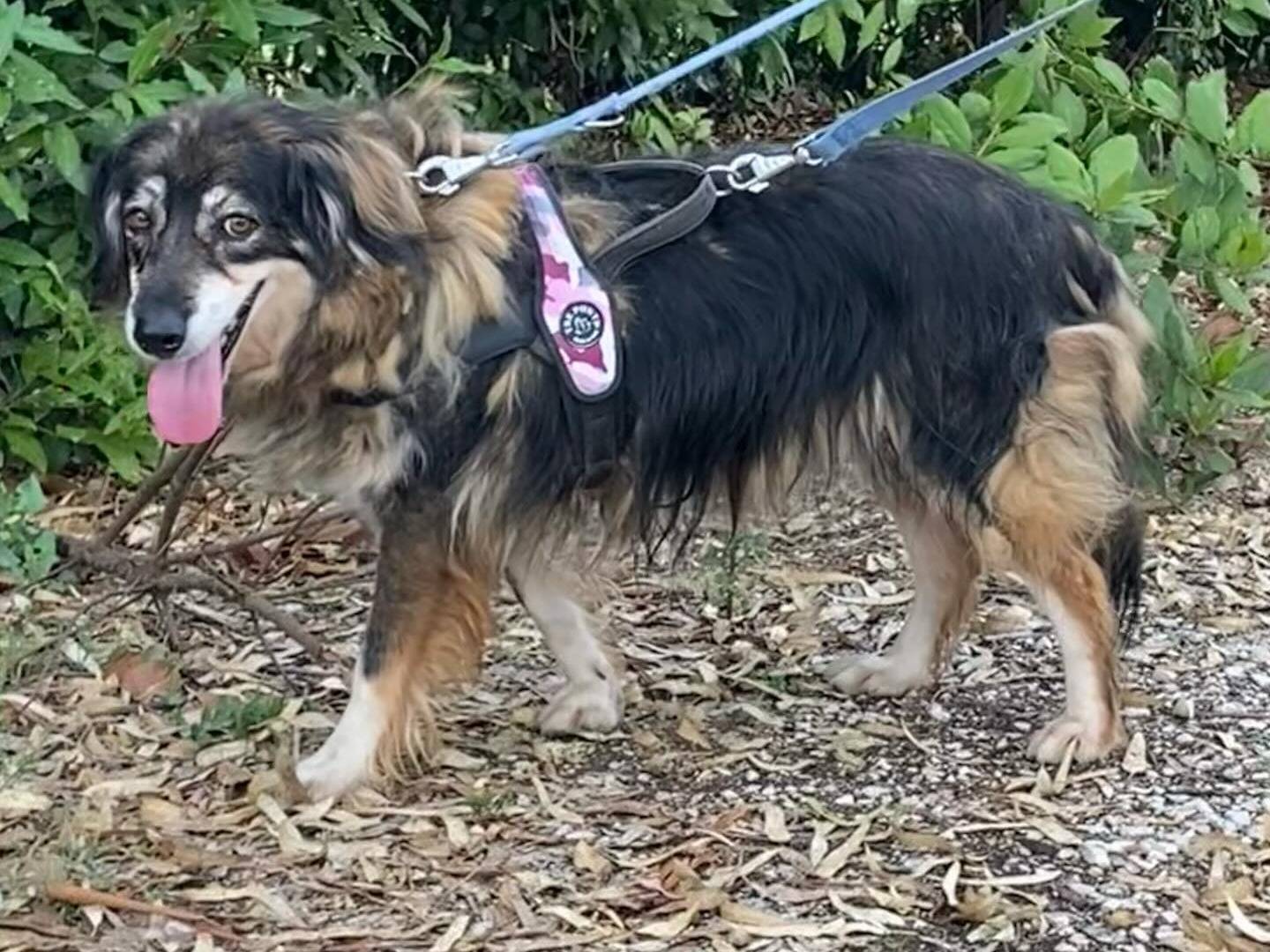 Adotta il cane Sally a Latina