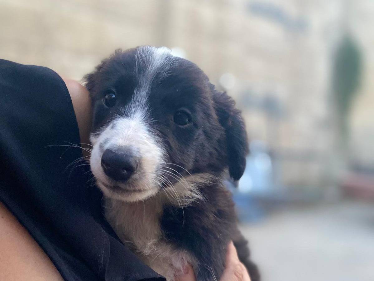 Adozione cane, femmina, Border Collie Razza sconosciuta, 2 mesi, taglia media, Caltanissetta