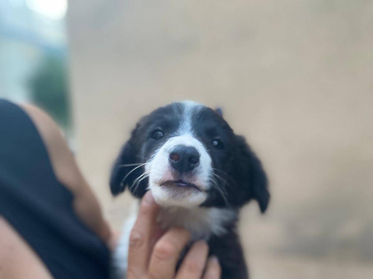 Adotta un cane, femmina, 2 mesi, Caltanissetta