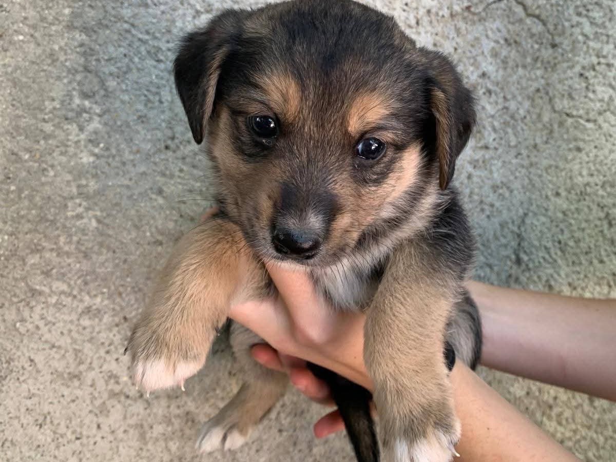 Adozione cane, femmina, Razza sconosciuta Razza sconosciuta, 2 mesi, taglia media contenuta, Potenza