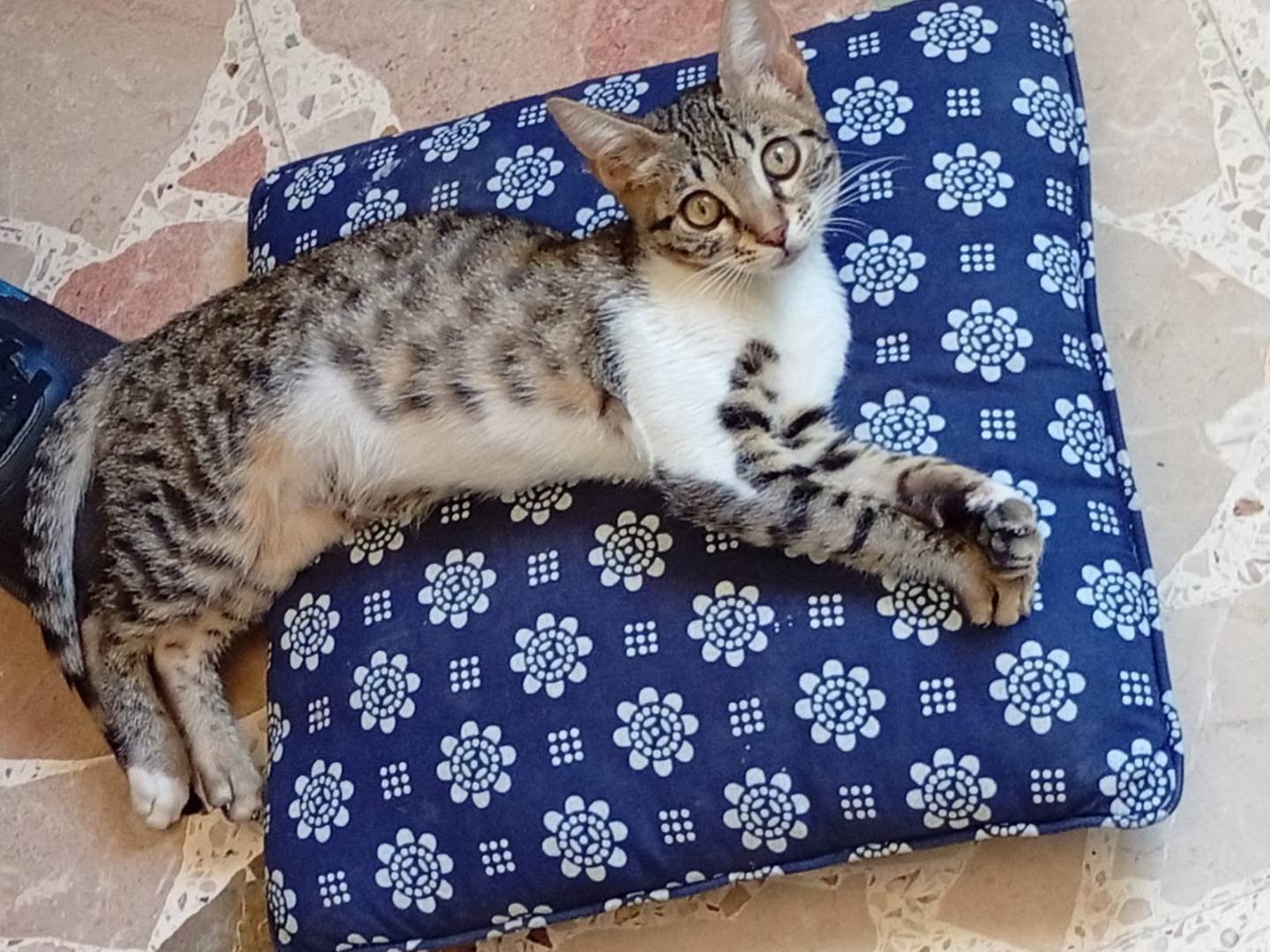Adozione gatto, femmina, Razza sconosciuta Razza sconosciuta, 4 mesi, taglia non valida, Caltanissetta