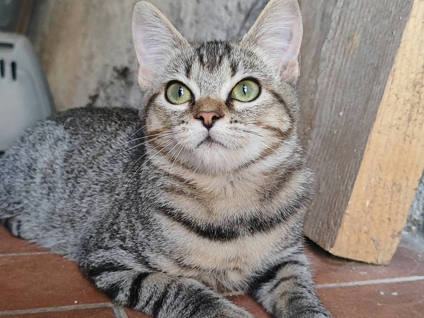 Adotta il gatto Bibi a Milano