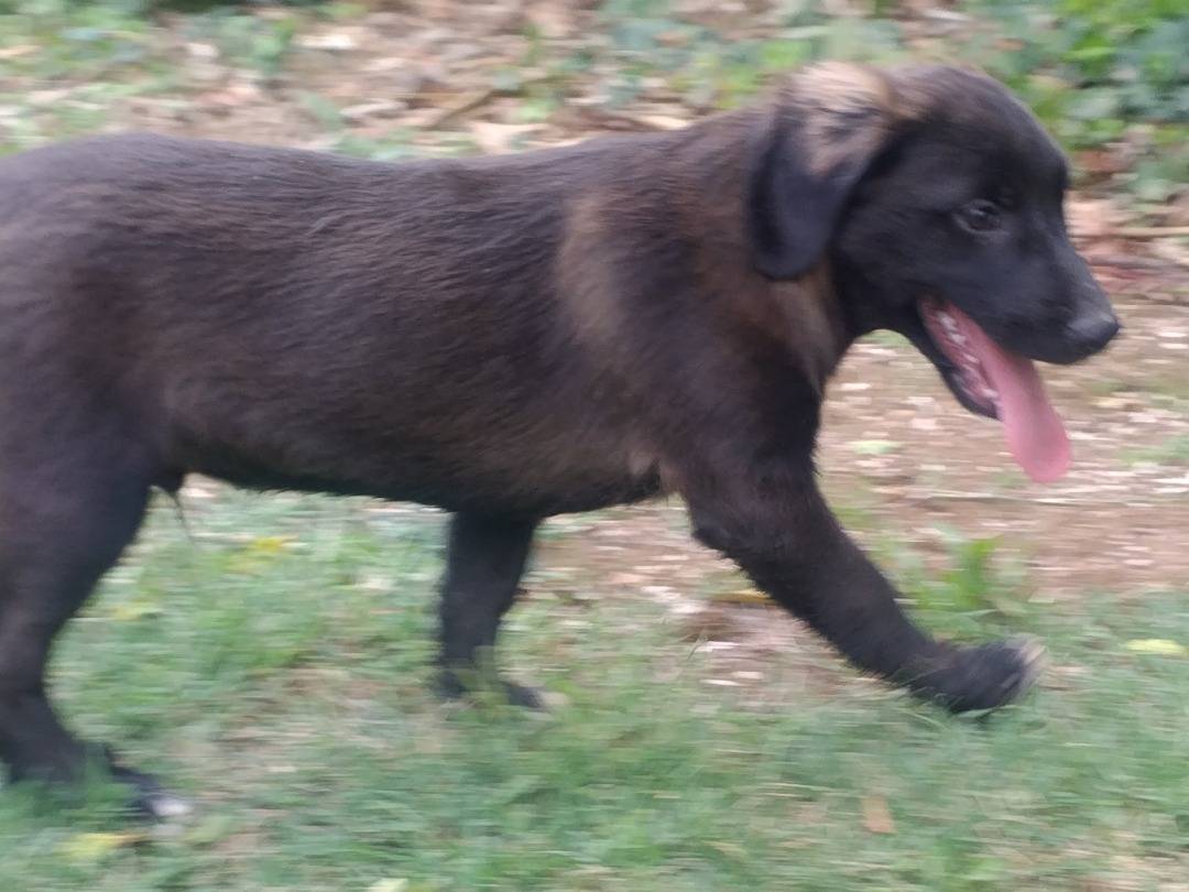 Vuoi adottare un cane a Viterbo?