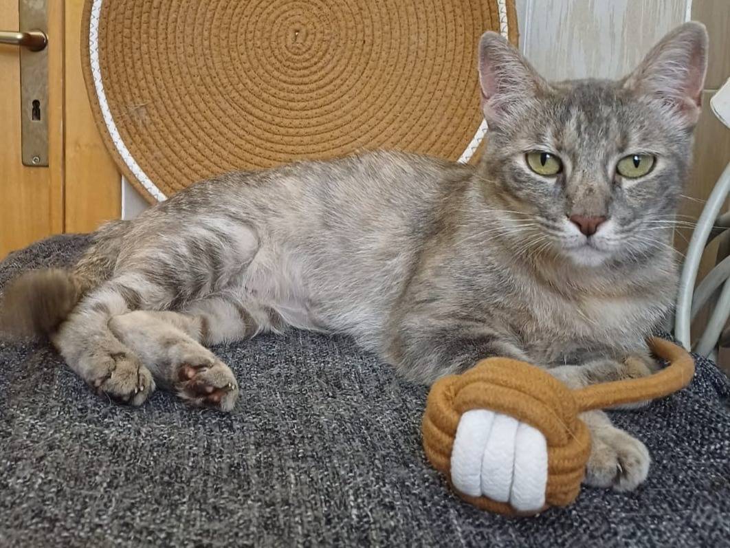 Adozione gatto, maschio, Razza sconosciuta Razza sconosciuta, 2 anni e 2 mesi, taglia non valida, Potenza