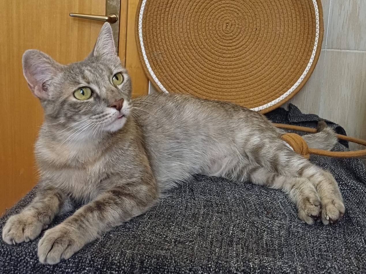 Adotta un gatto, taglia non valida, maschio, Potenza