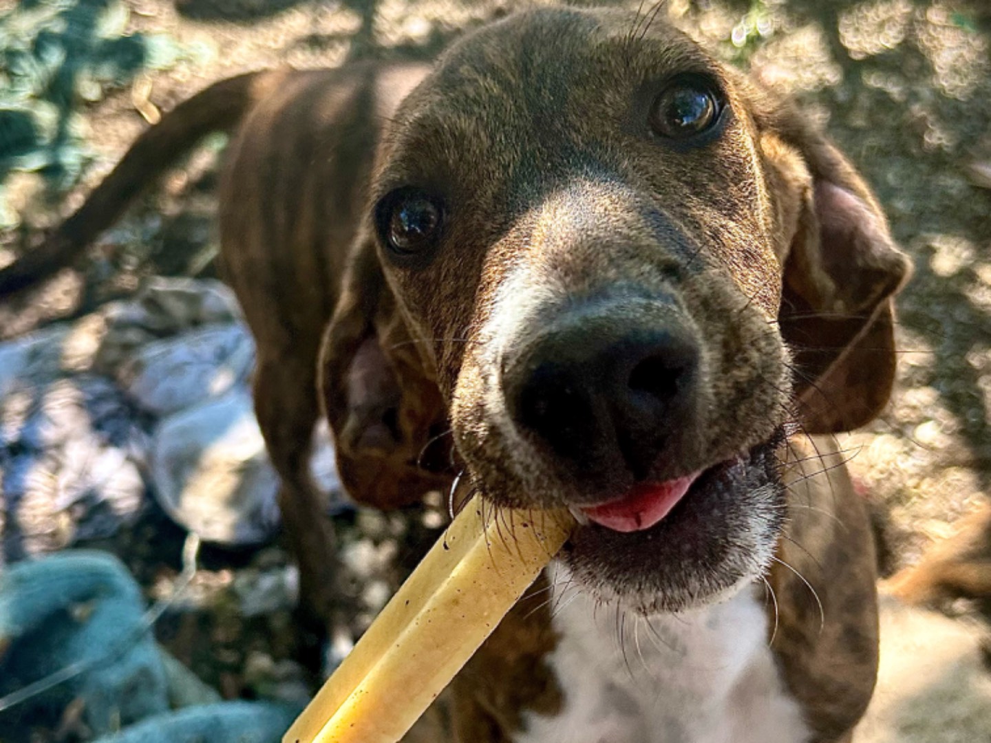 Adozione cane, maschio, Segugio Razza sconosciuta, 5 mesi, taglia media, Matera