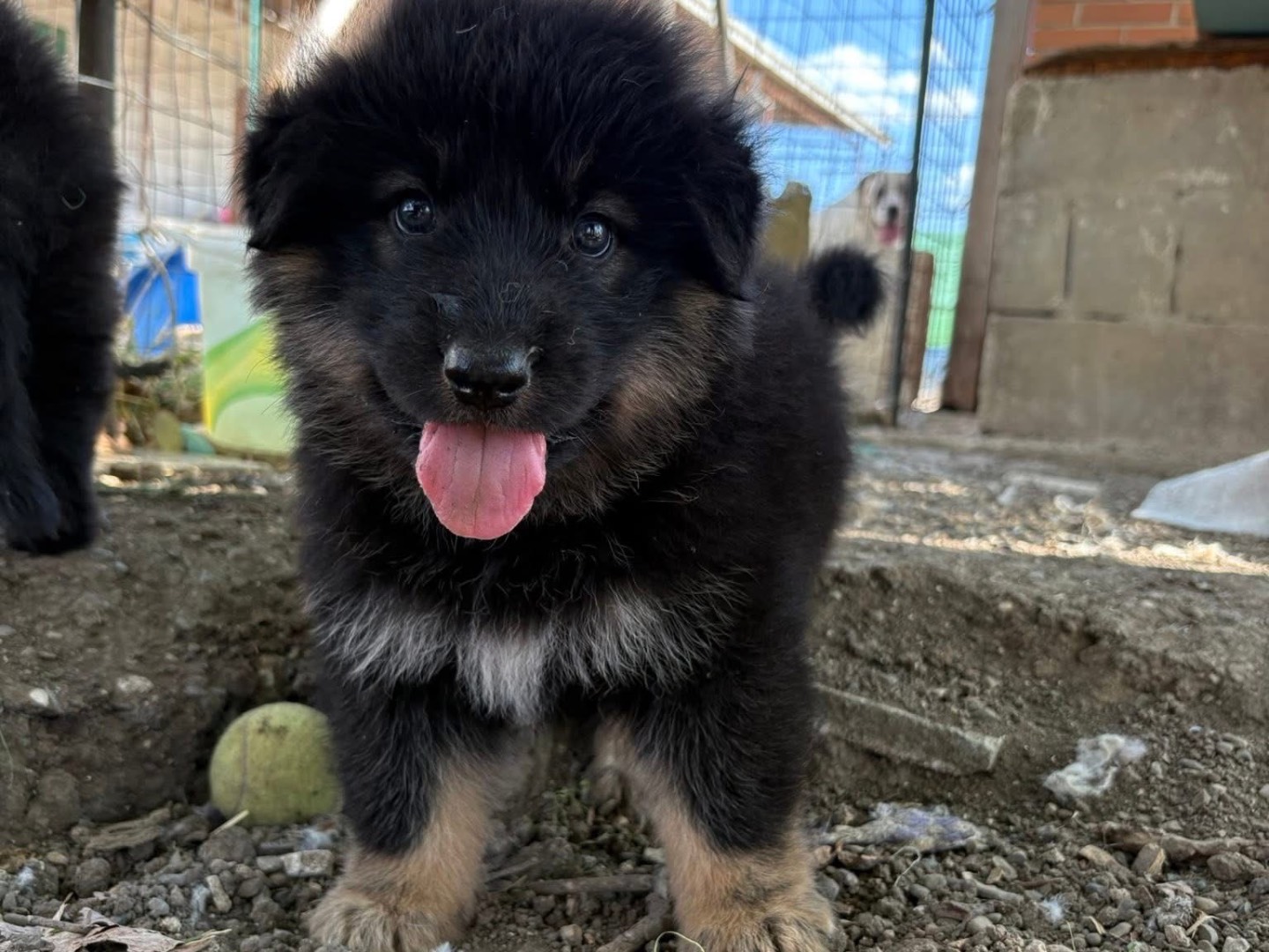Adozione cane, maschio, Pastore tedesco Razza sconosciuta, 1 mesi, taglia grande, Matera