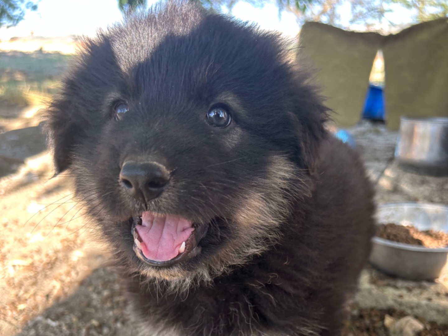 Adotta un cane, maschio, 1 mesi, Matera