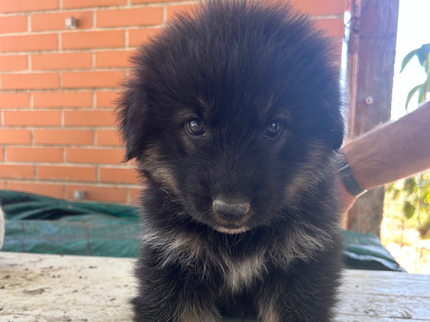 Adotta un cane, taglia grande, maschio, Matera