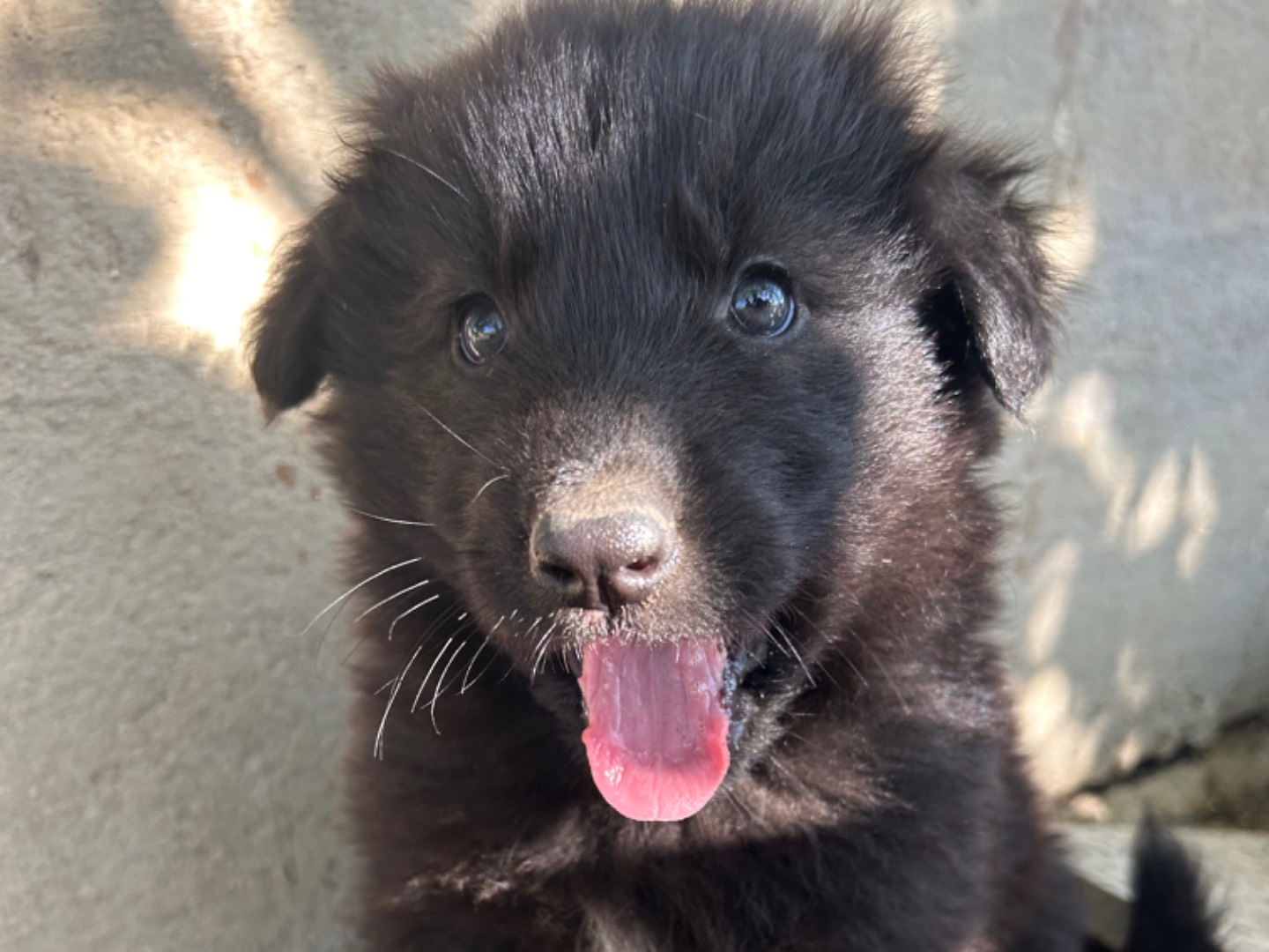 Adozione cane, femmina, Pastore tedesco Razza sconosciuta, 1 mesi, taglia grande, Matera