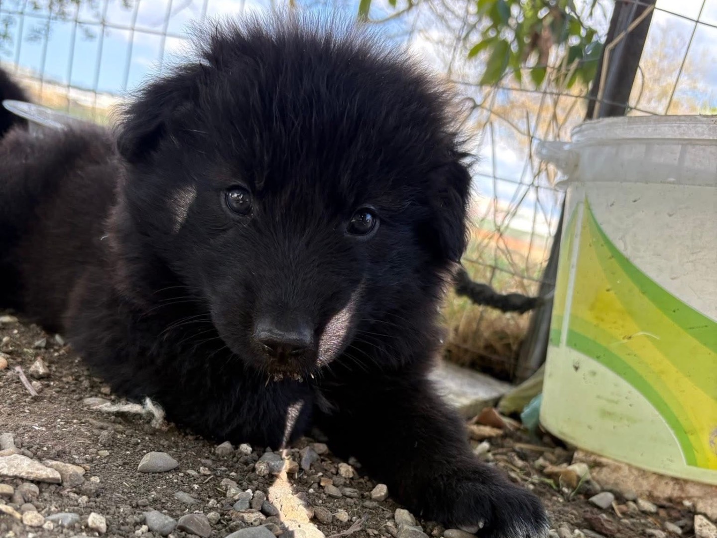 Adotta un cane, femmina, 1 mesi, Matera