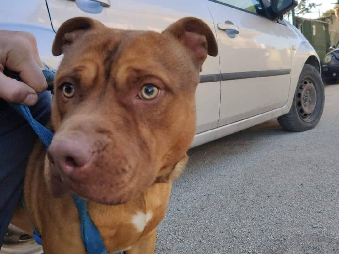 Vuoi adottare un cane a Caserta?