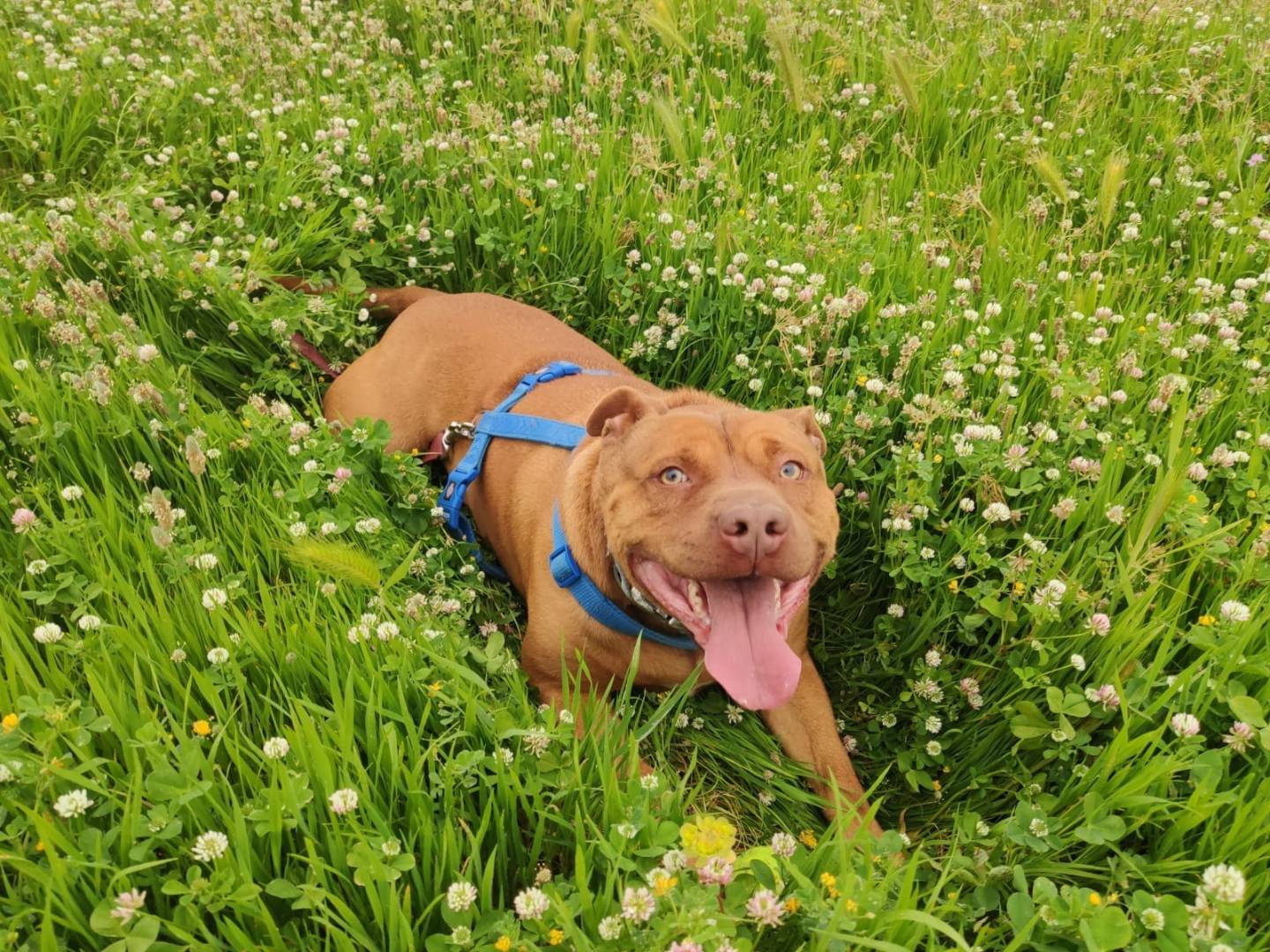 Adotta il cane LEO a Caserta