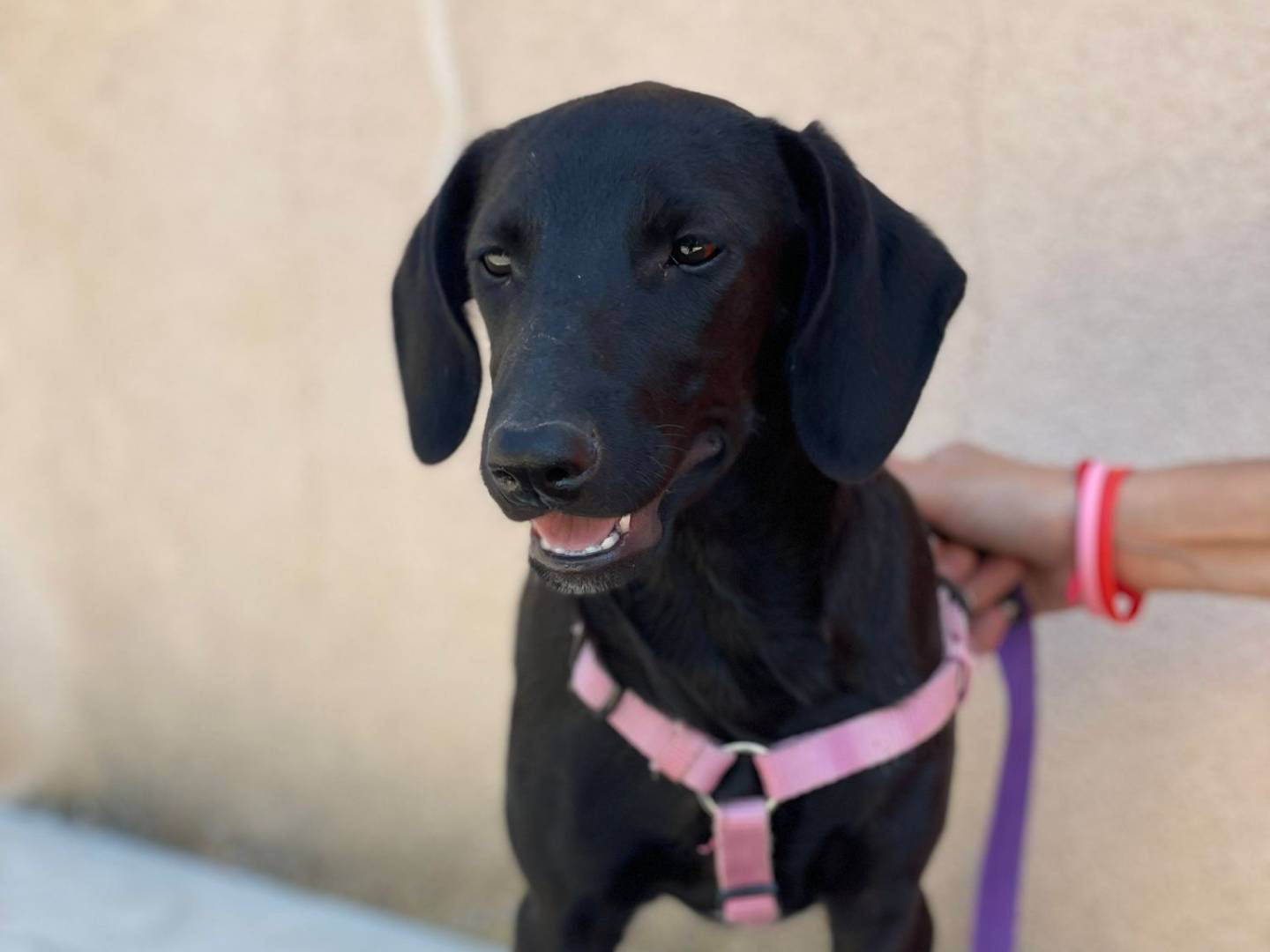 Adozione cane, femmina, Segugio Razza sconosciuta, 5 mesi, taglia media contenuta, Palermo