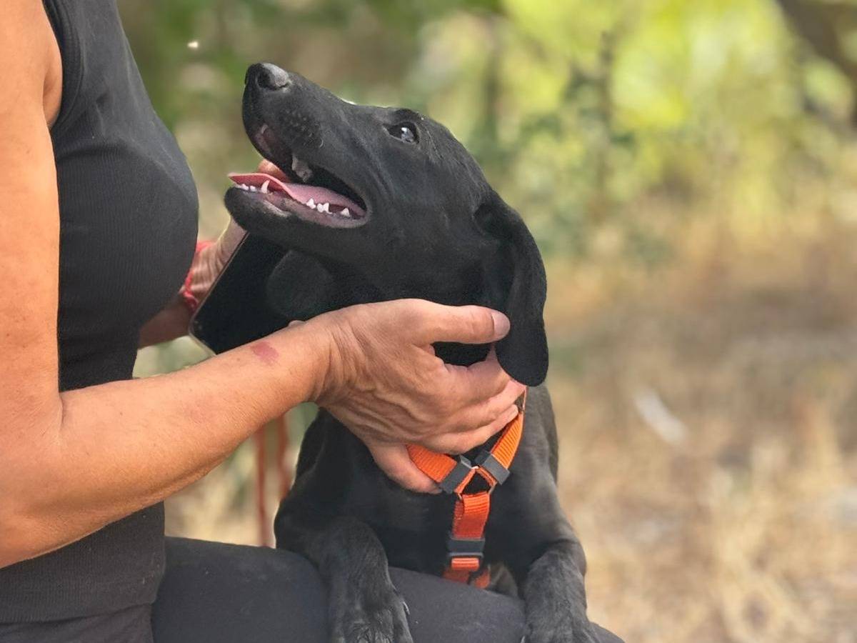 Adotta un cane, taglia media contenuta, femmina, Palermo