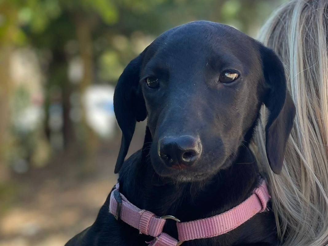 Vuoi adottare un cane a Palermo?