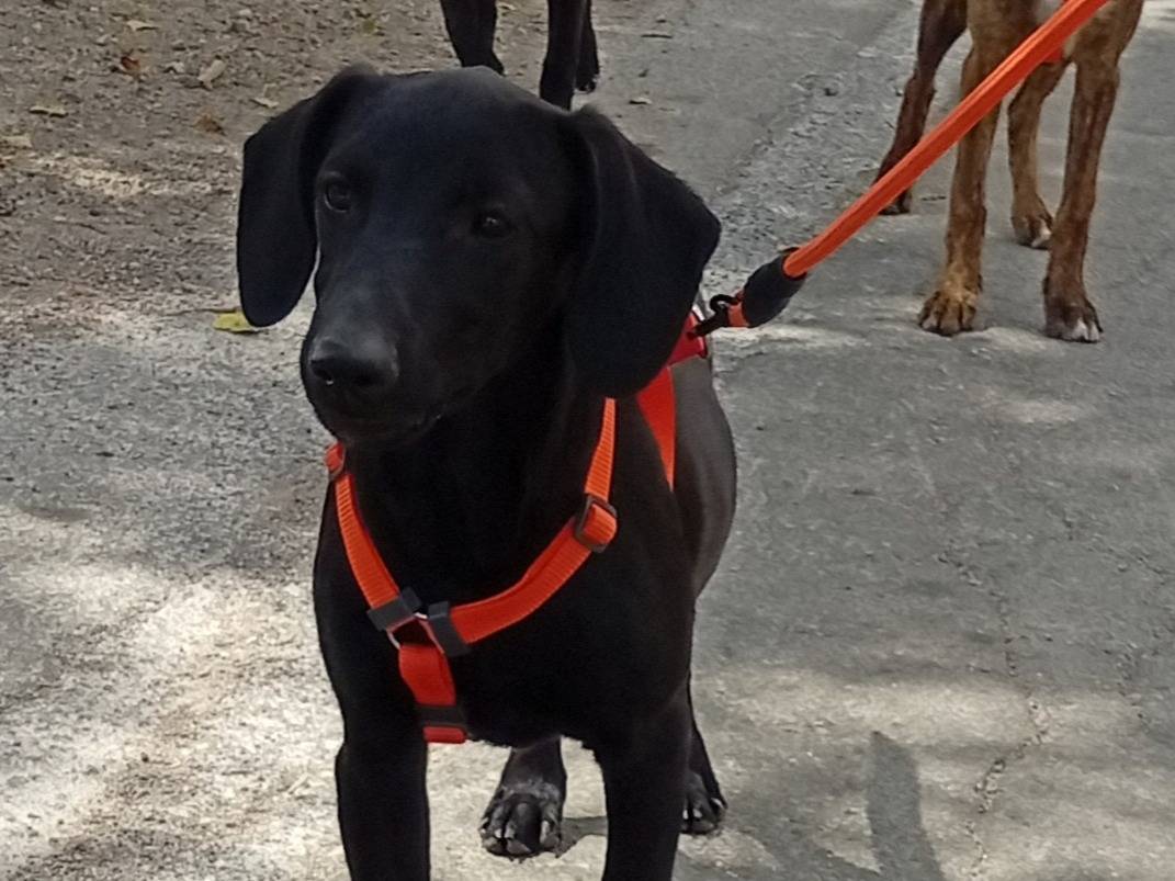 Adotta il cane FIAMMETTA  a Palermo