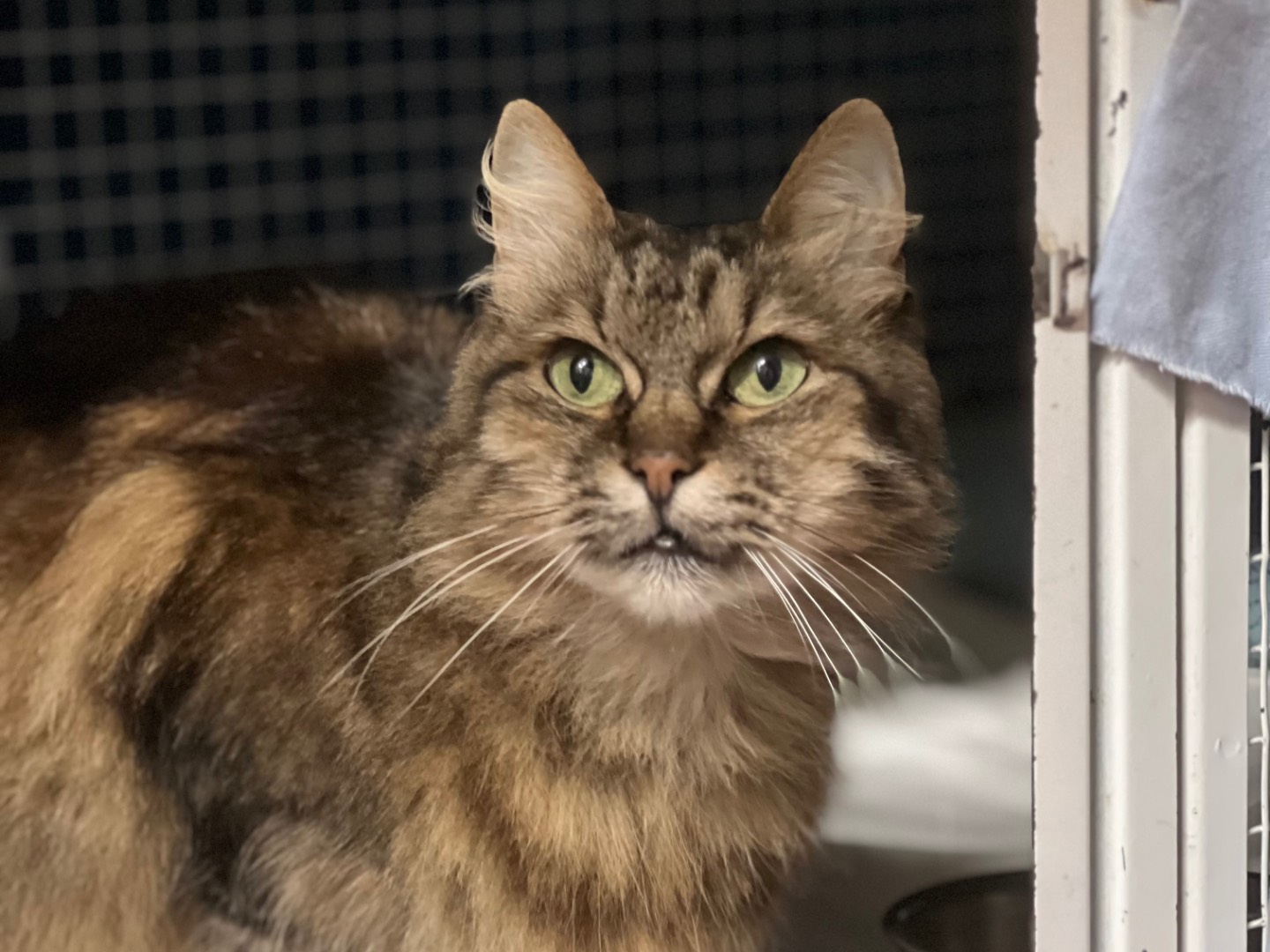 Adotta un gatto, femmina, 13 anni e 3 mesi, Milano
