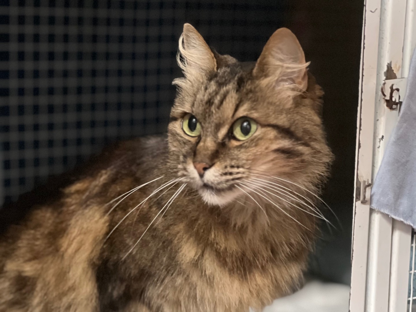 Adotta un gatto, taglia non valida, femmina, Milano