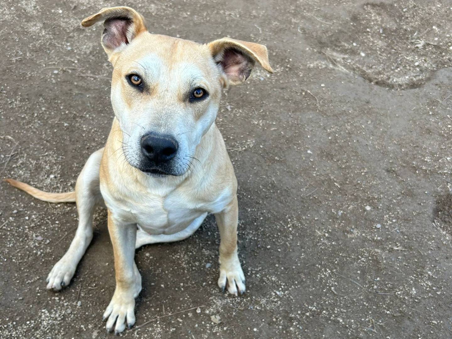 Adotta un cane, maschio, 1 anno e 4 mesi, Reggio