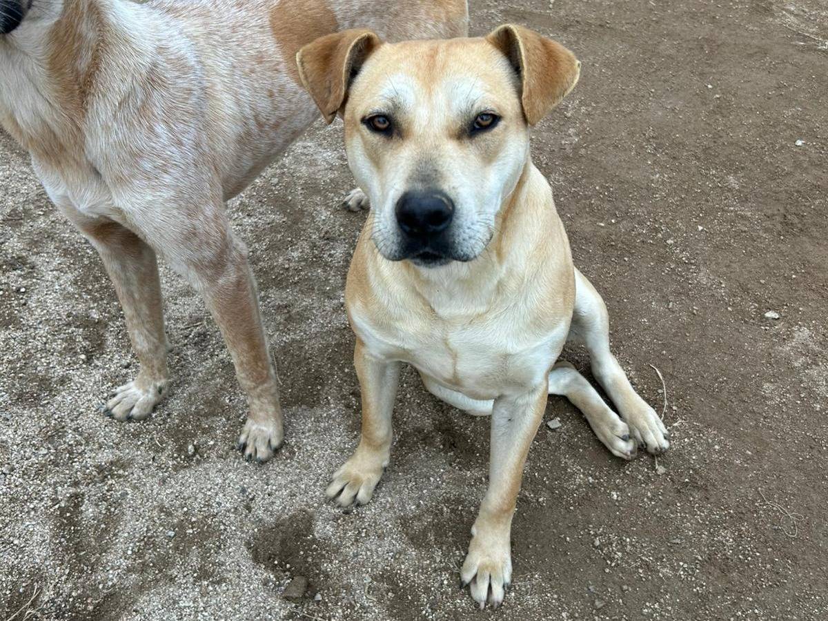 Adotta il cane Alan  a Reggio