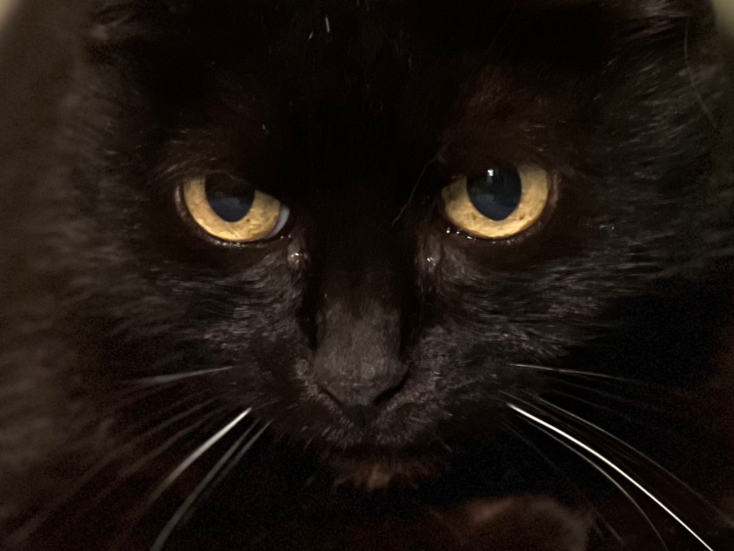 Vuoi adottare un gatto a Milano?