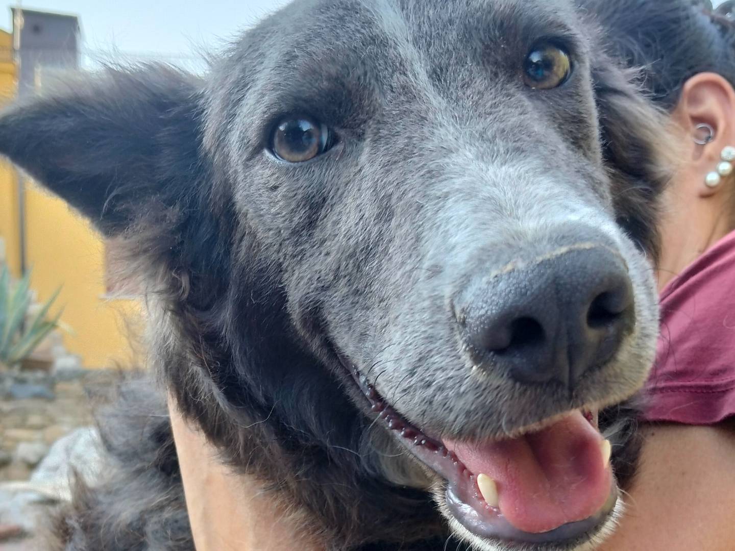 Vuoi adottare un cane a Catania?