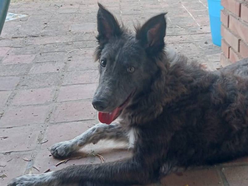 Adotta il cane Whisky  a Catania