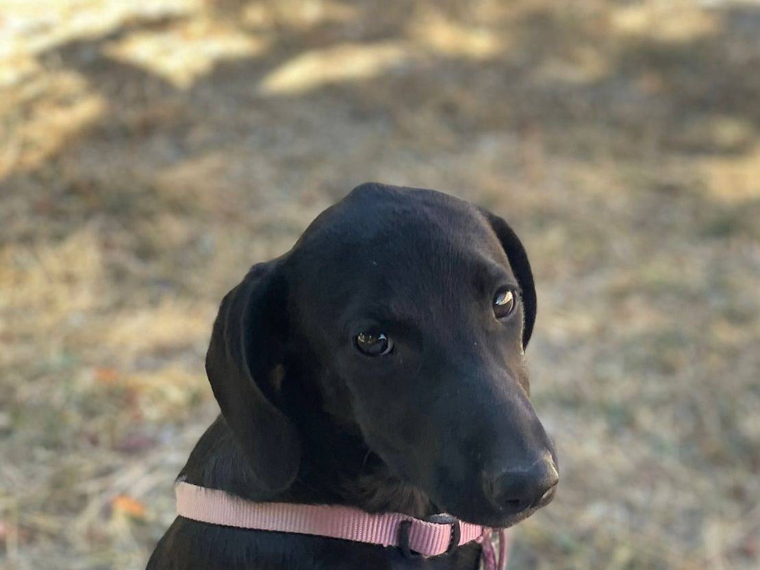 Adotta un cane, femmina, 5 mesi, Palermo