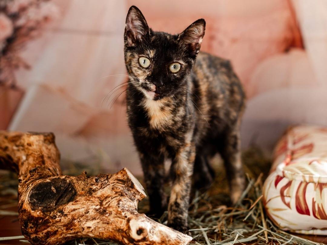 Adozione gatto, femmina, Razza sconosciuta Razza sconosciuta, 5 mesi, taglia non valida, Bari
