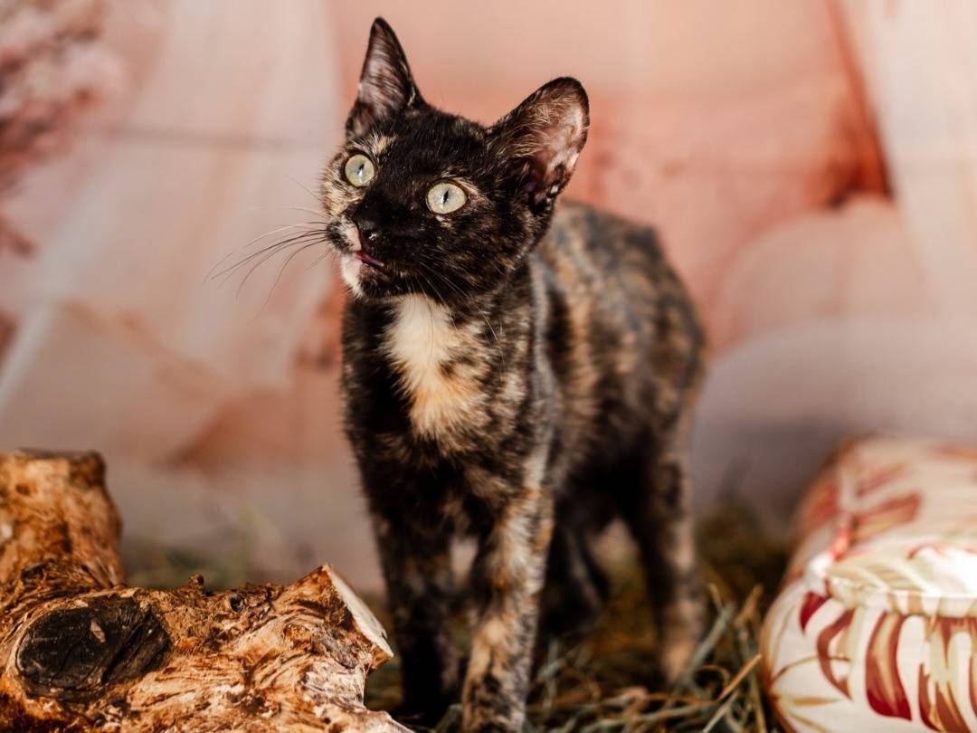 Adotta un gatto, femmina, 5 mesi, Bari