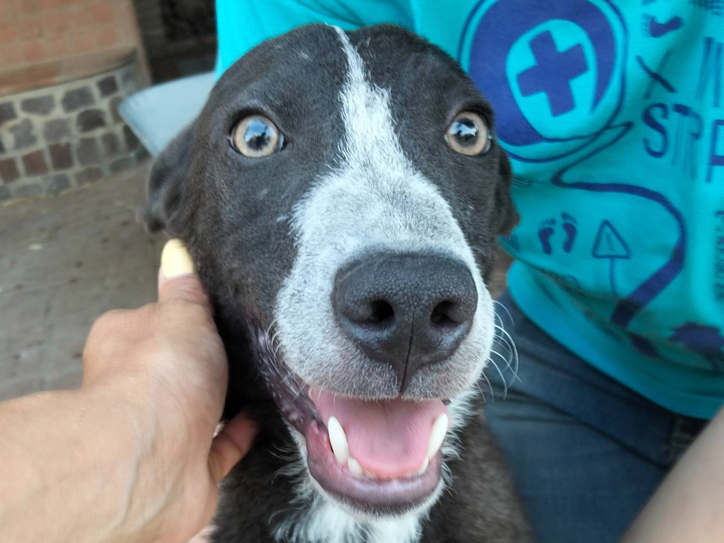 Adozione cane, maschio, Razza sconosciuta Razza sconosciuta, 1 anno, taglia media, Catania