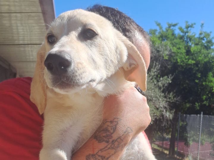 Adozione cane, femmina, Labrador Retriever Razza sconosciuta, 4 mesi, taglia media, Teramo