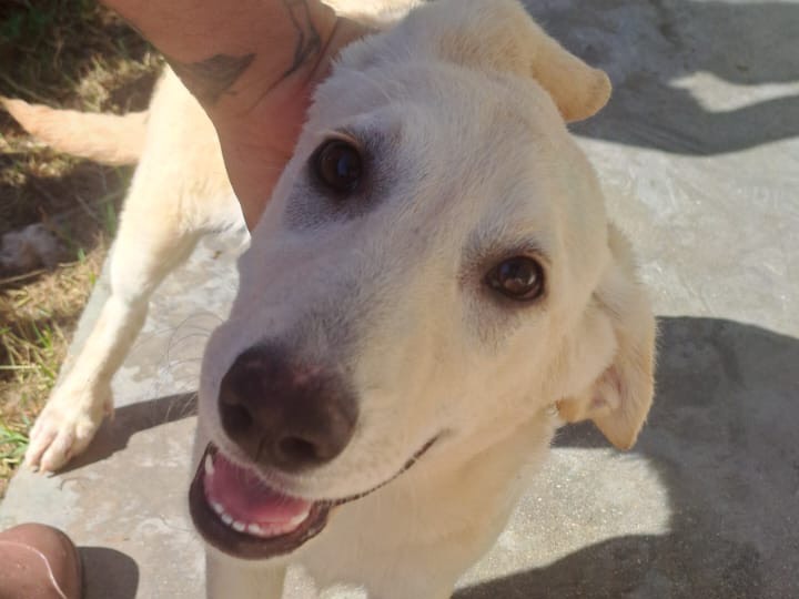 Adotta un cane, femmina, 4 mesi, Teramo