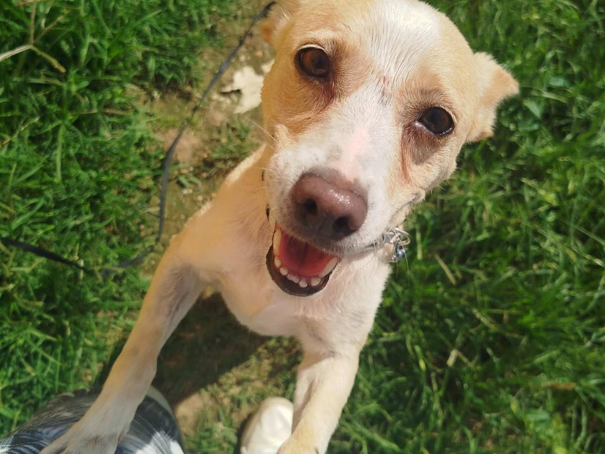 Adozione cane, femmina, Razza sconosciuta Razza sconosciuta, 3 anni e 1 mese, taglia piccola, Milano