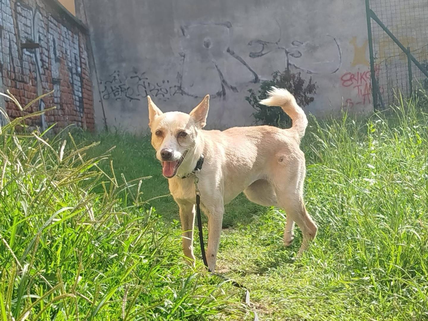 Adotta un cane, taglia piccola, femmina, Milano