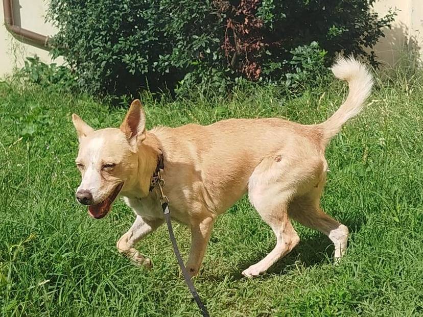 Vuoi adottare un cane a Milano?