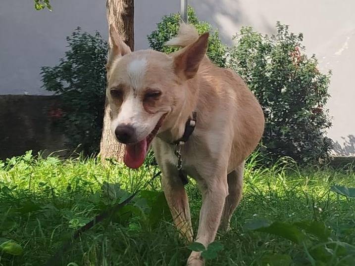 Adotta il cane Adelina a Milano