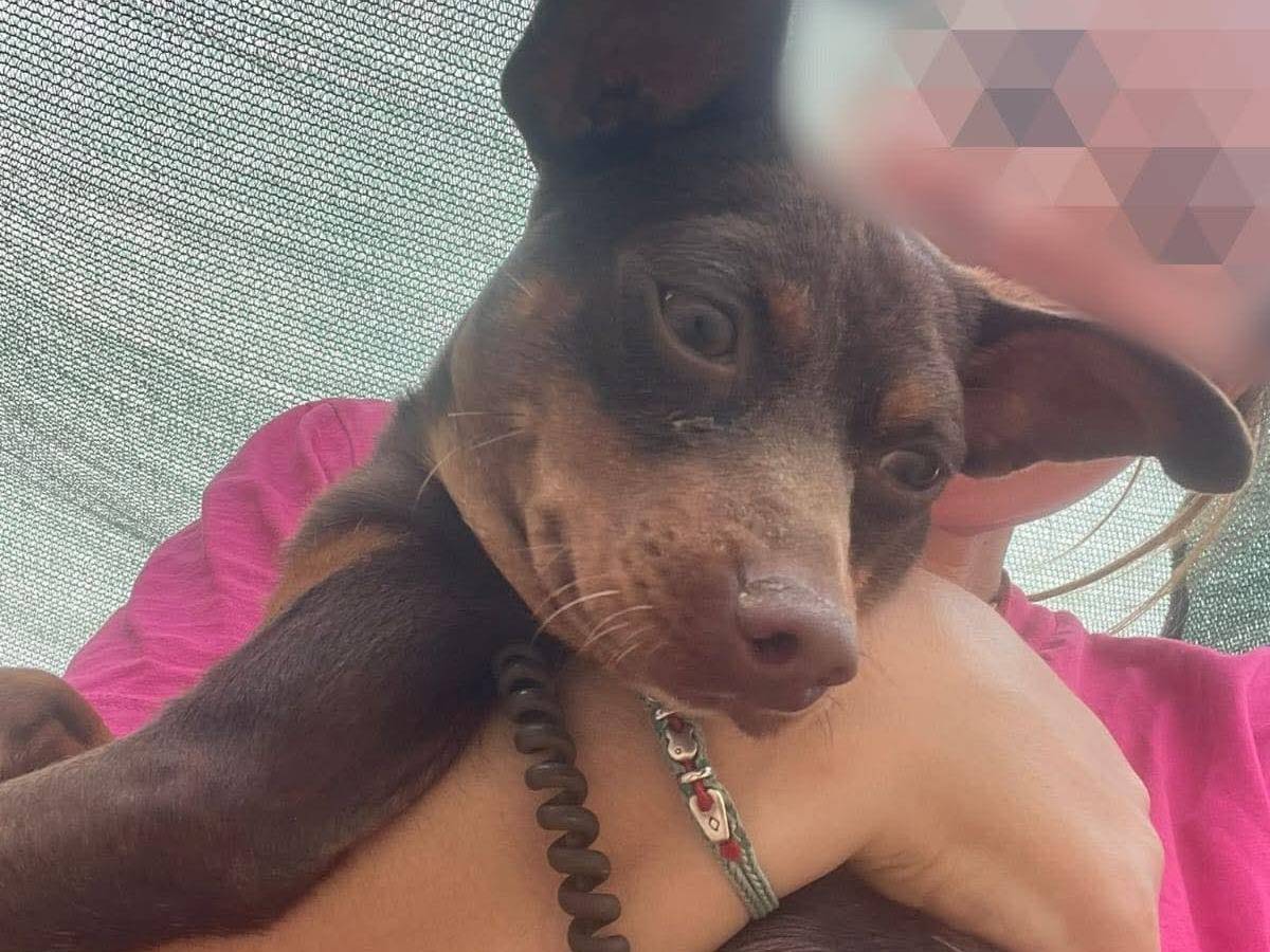Adotta un cane, maschio, 7 mesi, Bari