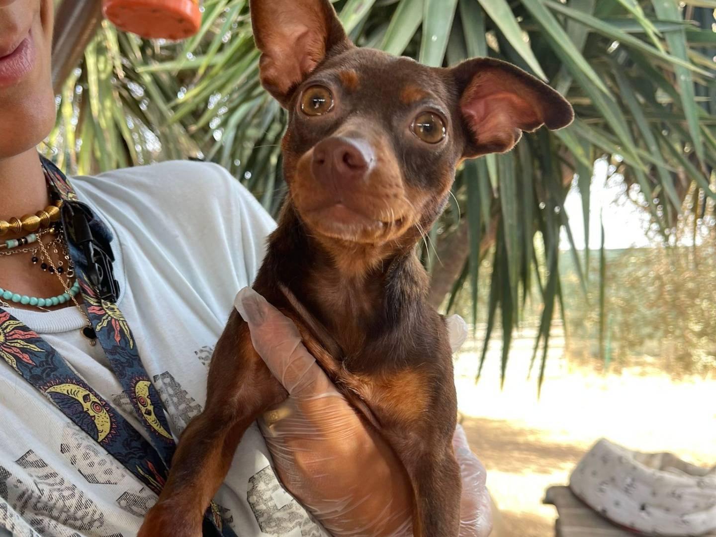 Vuoi adottare un cane a Bari?