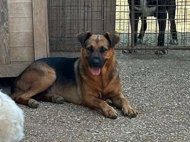 Adotta un cane, taglia grande, maschio, Bari