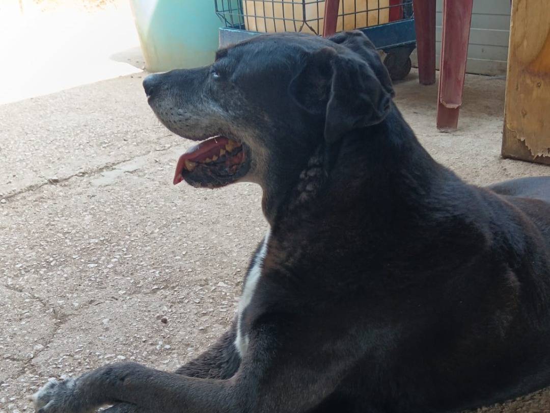 Adotta un cane, taglia gigante, maschio, Bari