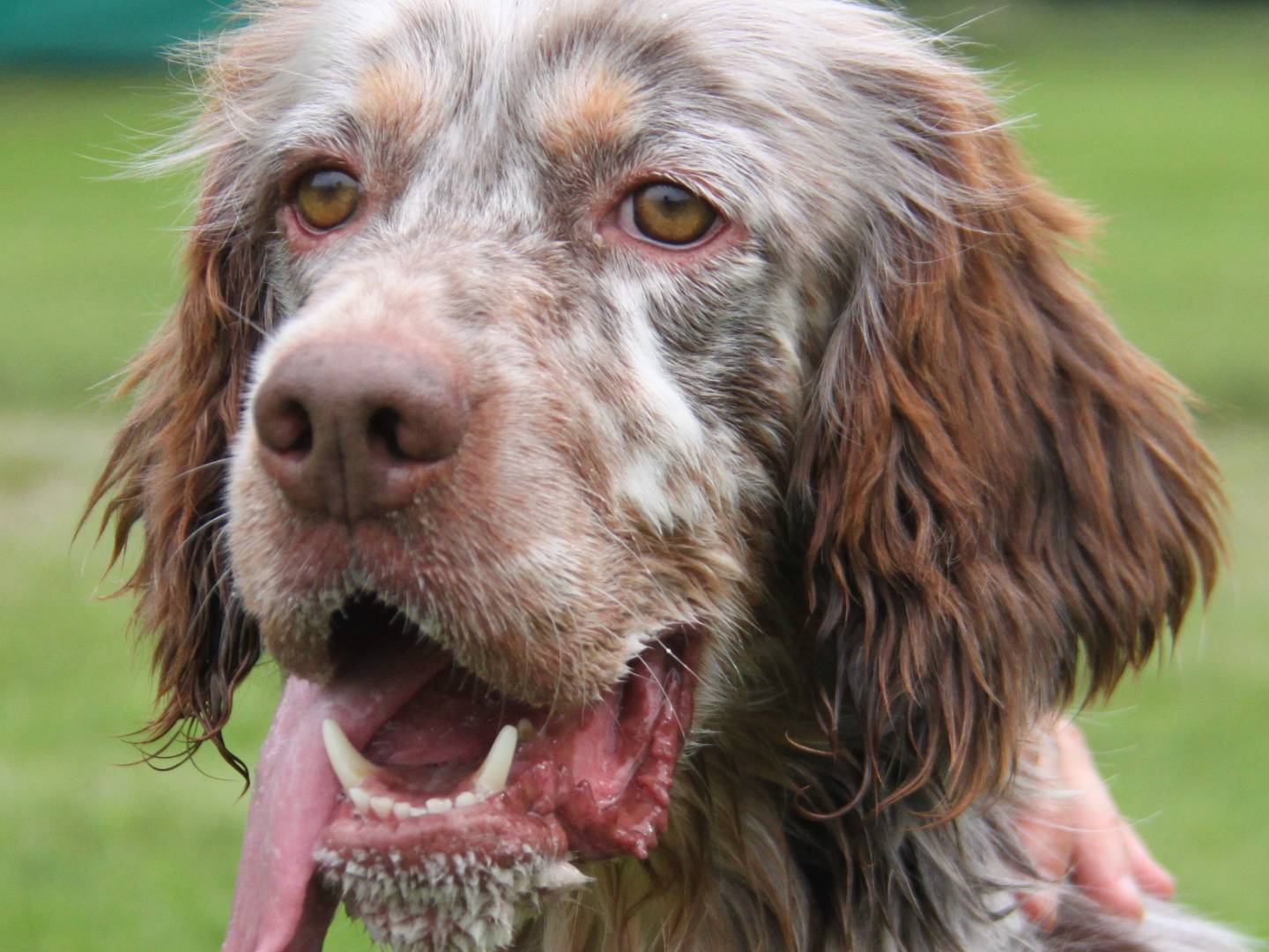 Vuoi adottare un cane a Milano?