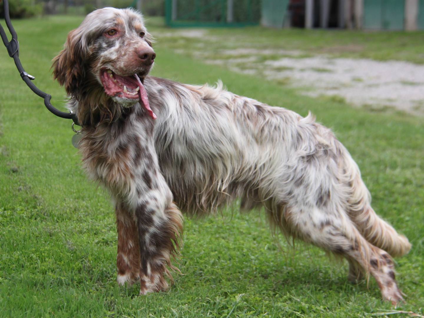Adotta il cane Poeta a Milano