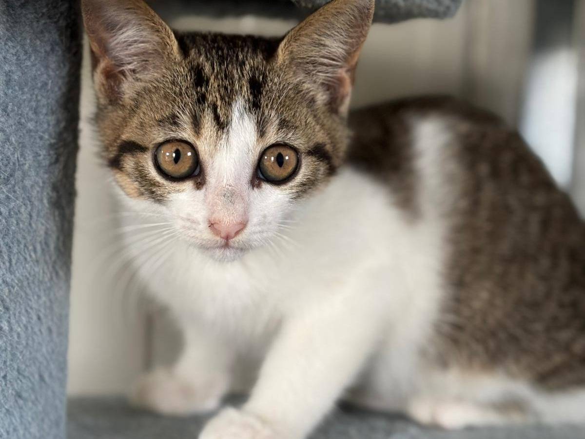 Adozione gatto, femmina, Razza sconosciuta Razza sconosciuta, 2 mesi, taglia non valida, Pisa