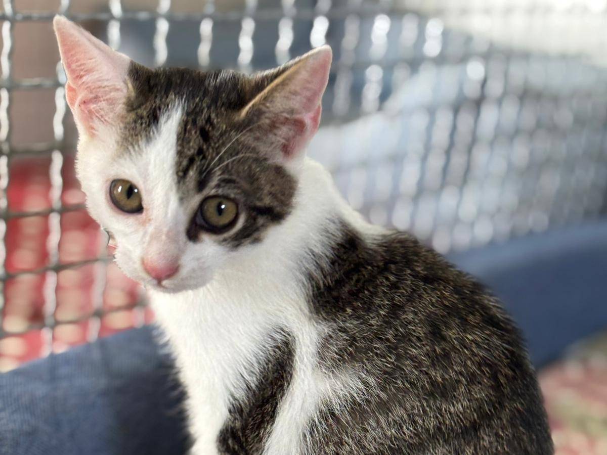 Adozione gatto, maschio, Razza sconosciuta Razza sconosciuta, 2 mesi, taglia non valida, Pisa