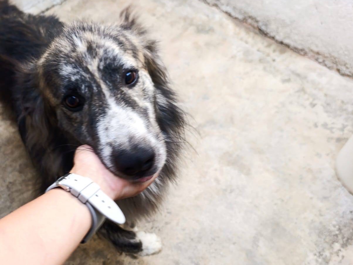 Vuoi adottare un cane a Trento?
