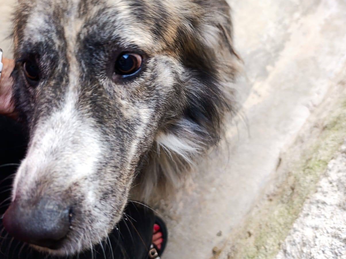 Adotta il cane Marlon a Trento